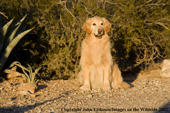 Golden Retriever 