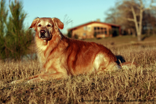 Golden Retriever