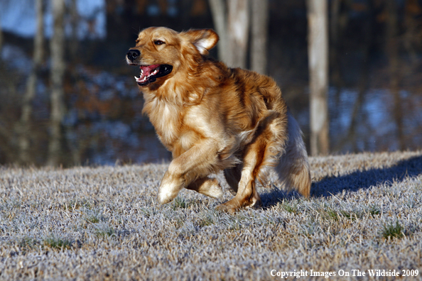 Golden Retriever