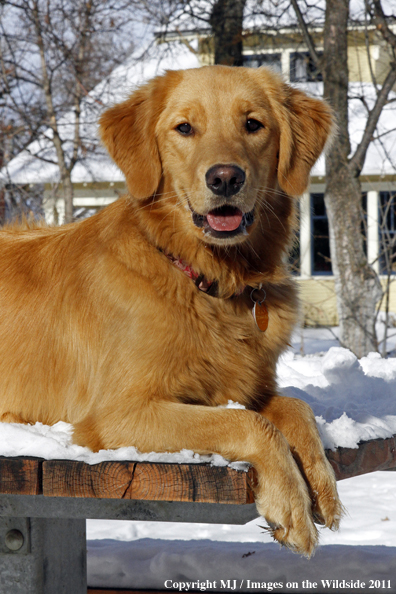 Golden Retriever in winter.