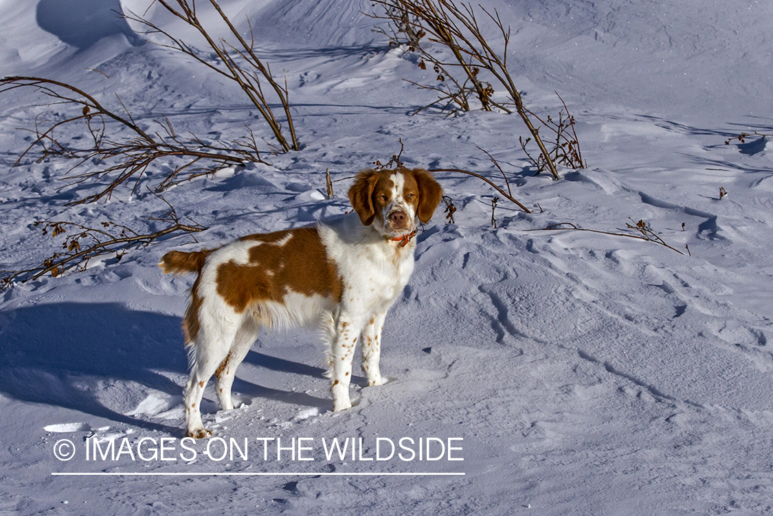 Brittany Spaniel 