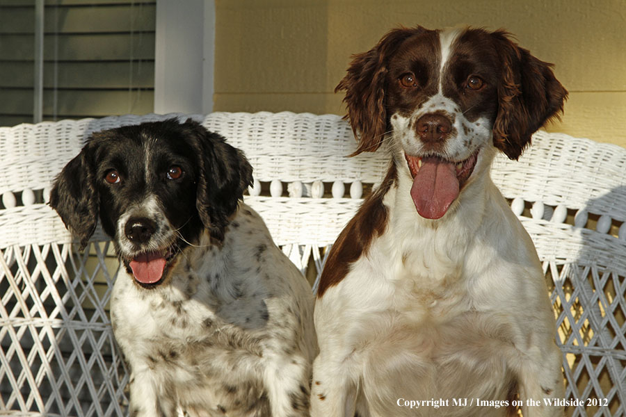 Springer Spaniels on sofa.