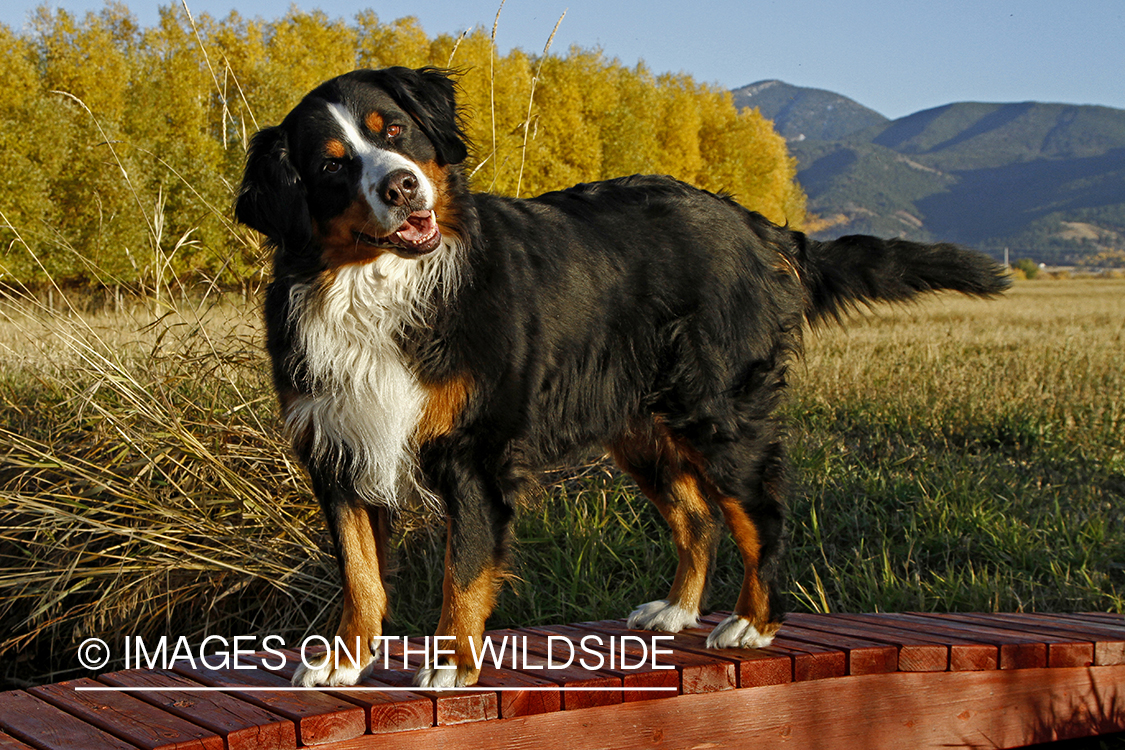Bernese Mountain Dog