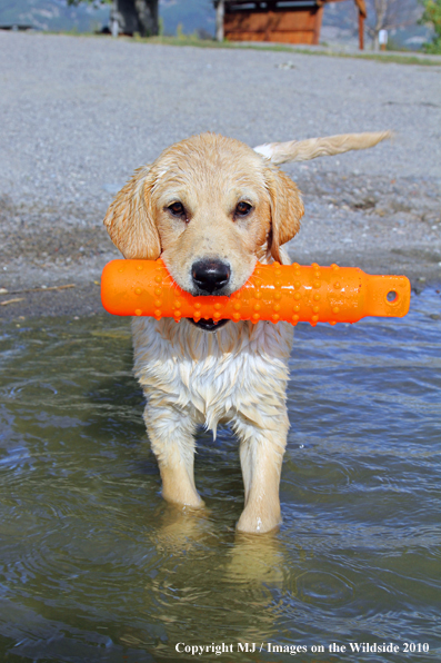 Yellow Labrador Retriever Puppy