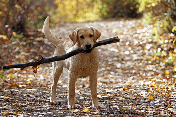 Yellow Labrador Retriever Puppy with stick