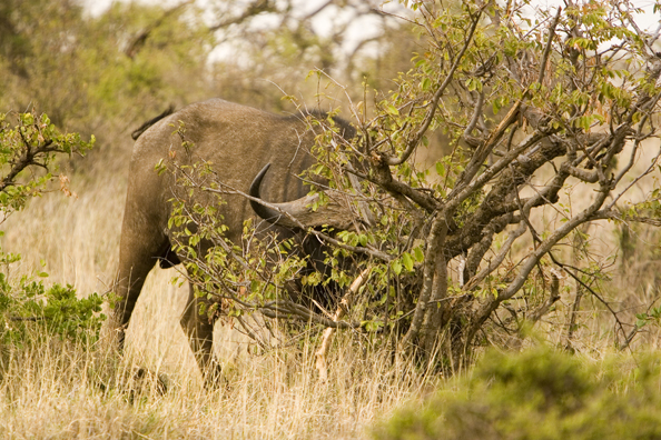 African Cape Buffalo