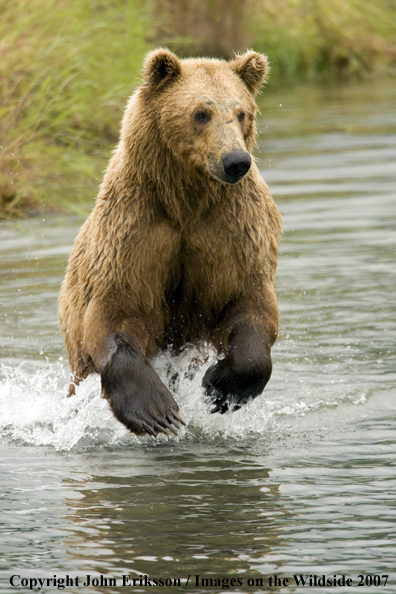 Brown bear running
