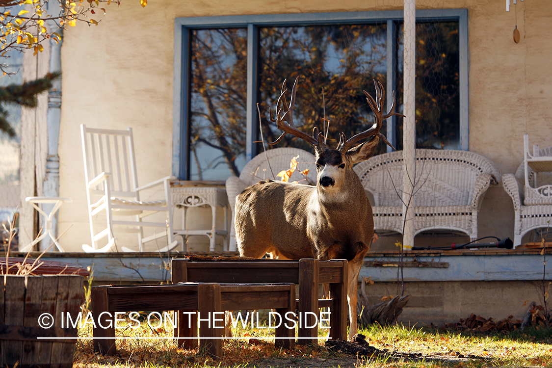 Mule deer in urban setting
