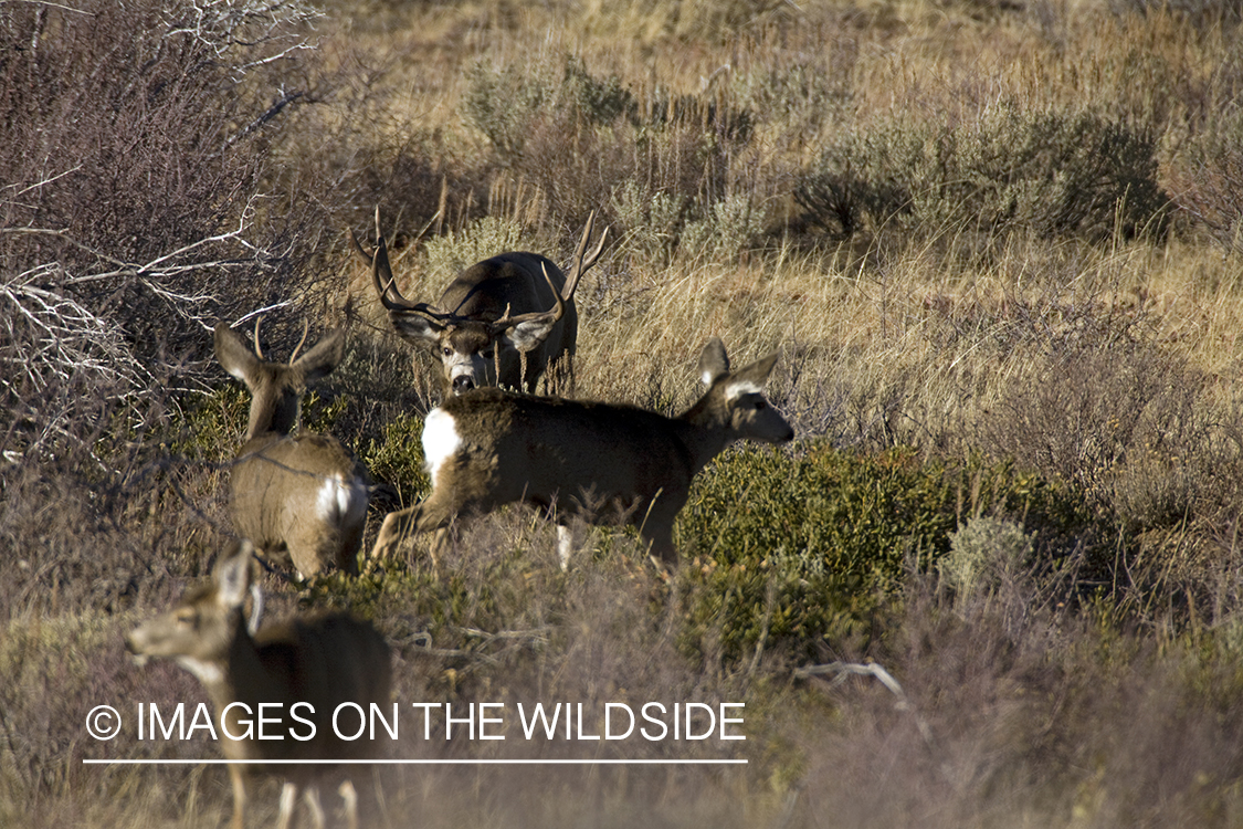 Mule deer 