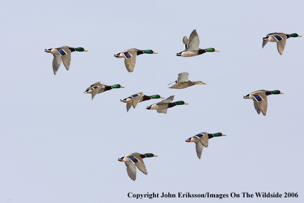 Mallard ducks in habitat.