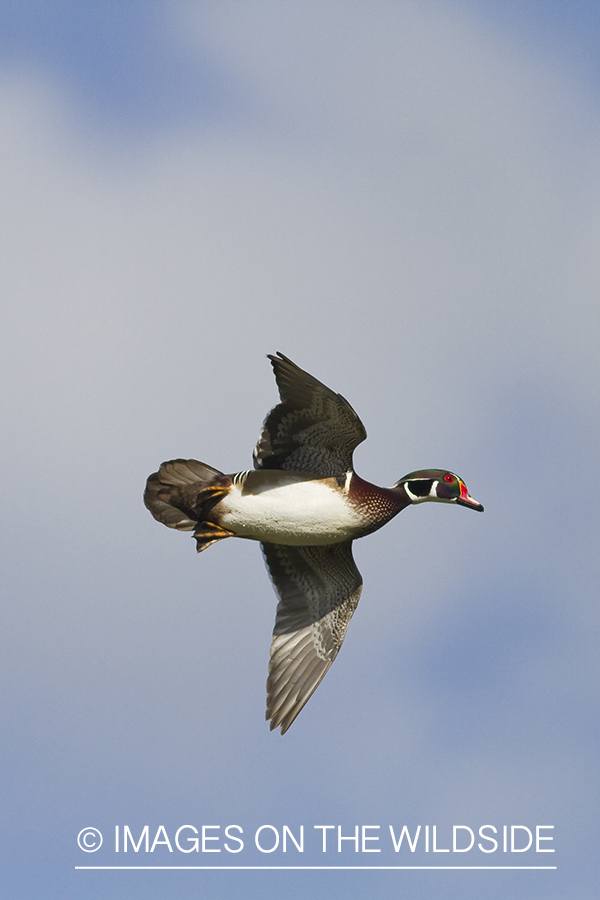 Wood Duck