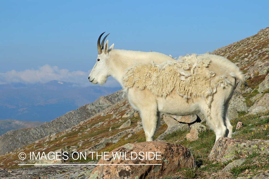 Rocky Mountain Goat in habitat.