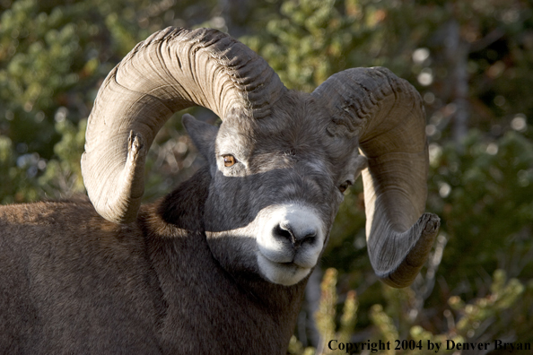 Rocky Mountain bighorn sheep (ram).