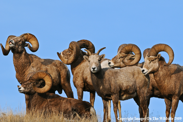 Rocky Mountain Bighorn Sheep