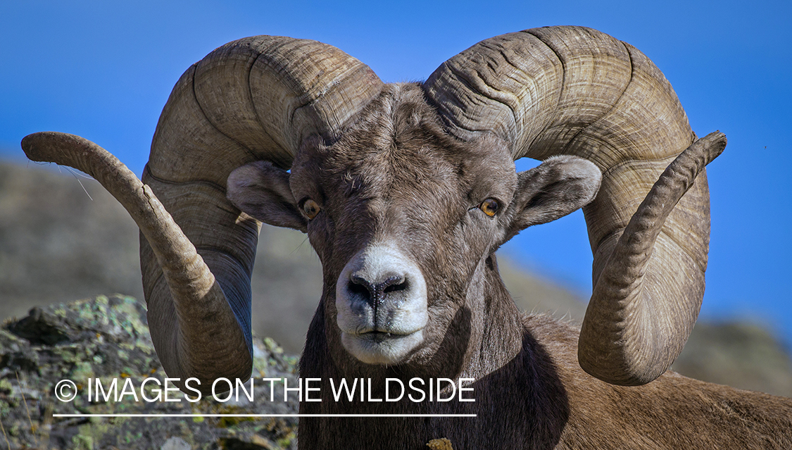 Bighorn sheep ram in habitat.