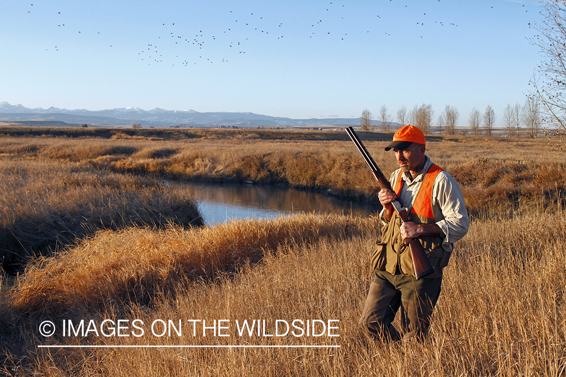 Upland game bird hunter in field.