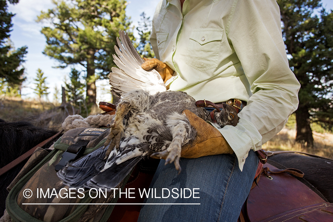 Upland game bird hunter on horseback with bagged Dusky (mountain) grouse.