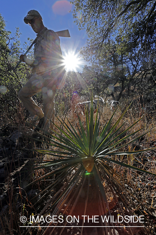 Upland game bird hunter with English Setters in field.