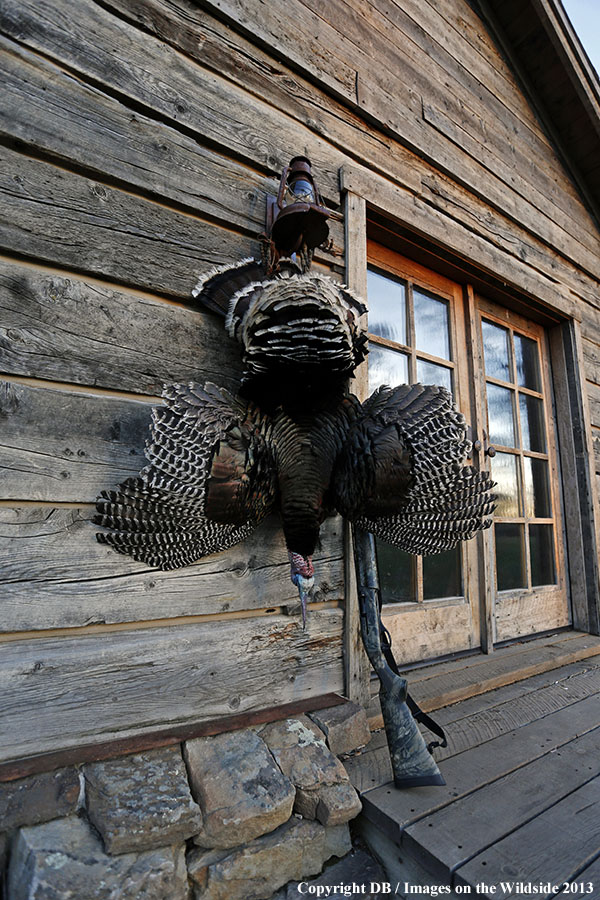 Turkey bagged and hanging.