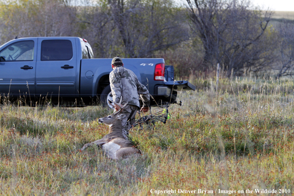 Bowhunter dragging downed white-tailed buck to truck