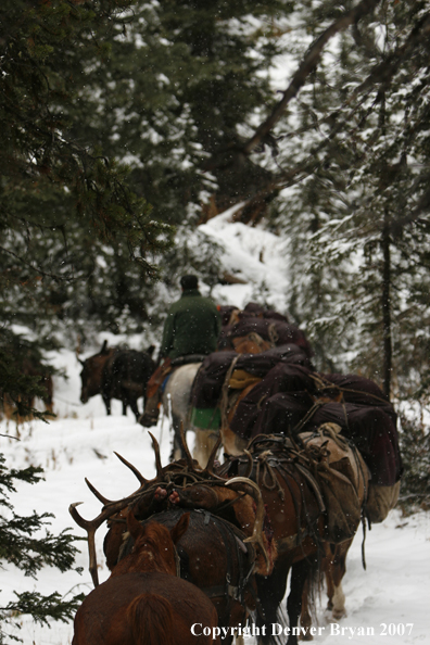 ELk hunter with pack string