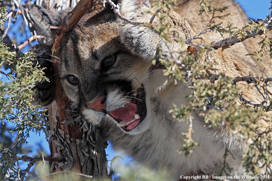 Mountain lion in tree.