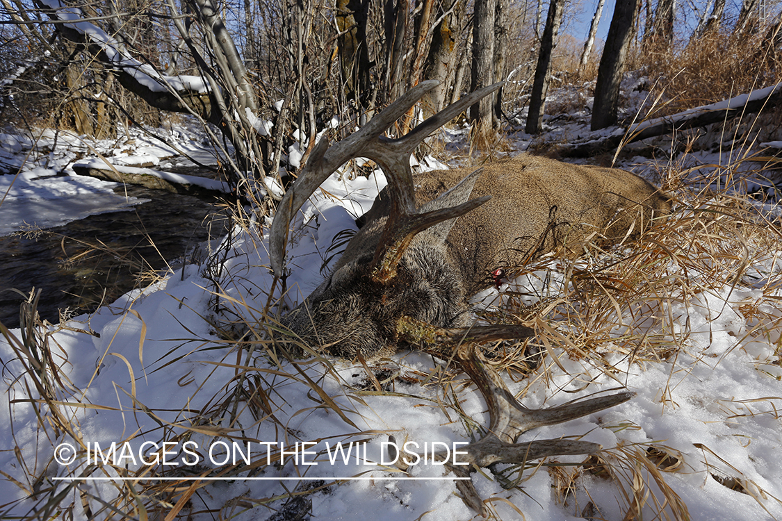 Downed white-tailed buck in field.