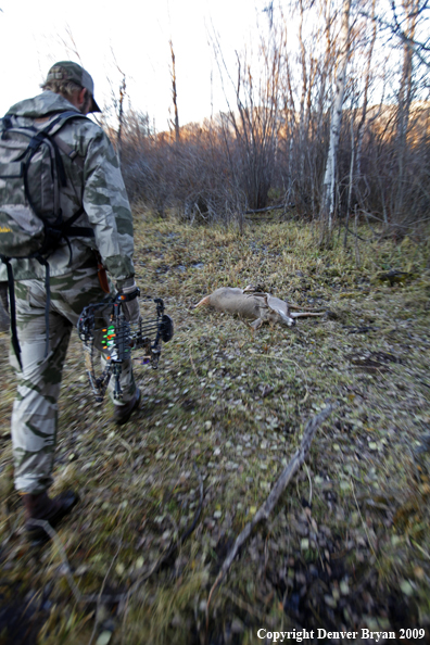 Bowhunter approaching whitetail buck.