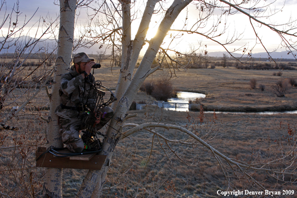 Bowhunter glassing the area from tree stand.