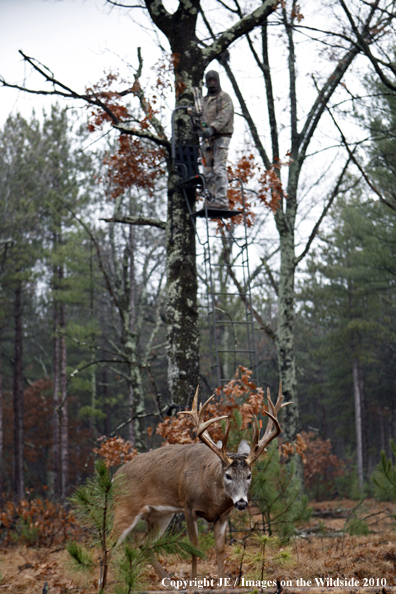 Bowhunting for wite-tailed deer from tree stand.