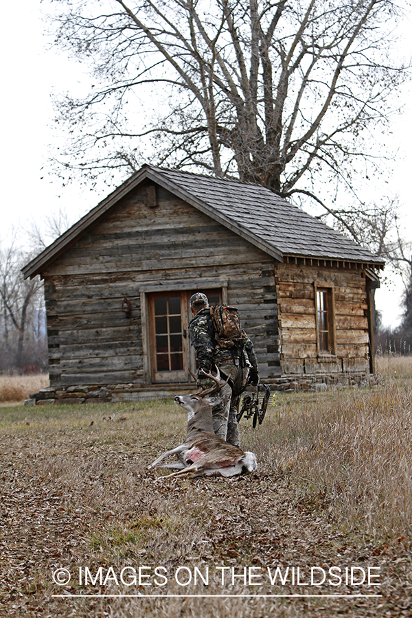 Bowhunter dragging bagged white-tailed buck.