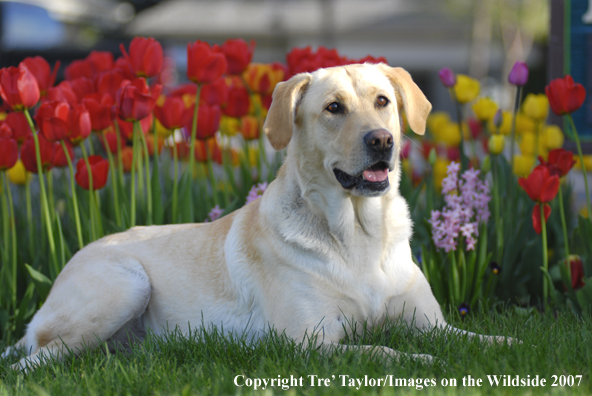 Yellow Labrador Retriever