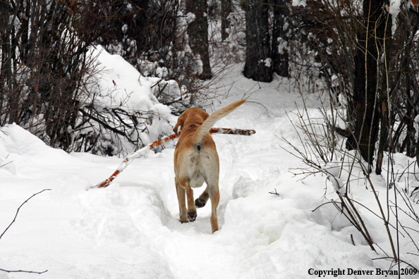 Yellow lab with stick