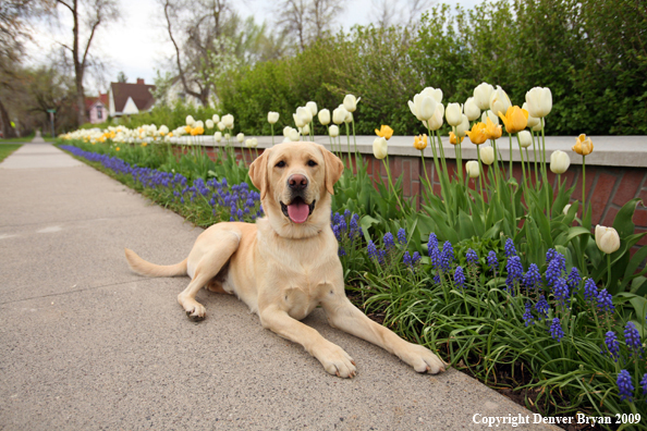 Yellow Labrador Retriever by flowers