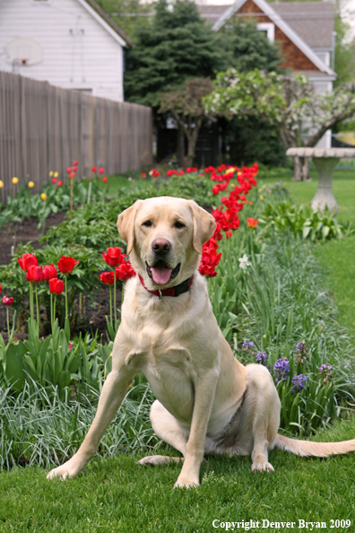 Yellow Labrador Retriever by flowers