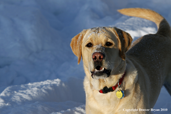  Yellow lab playing in snow.