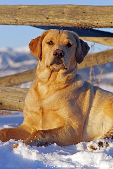 Yellow Labrador Retriever