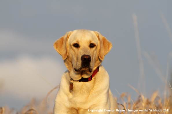 Yellow Labrador Retriever.