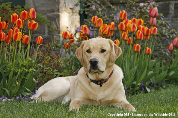 Yellow Labrador Retriever.