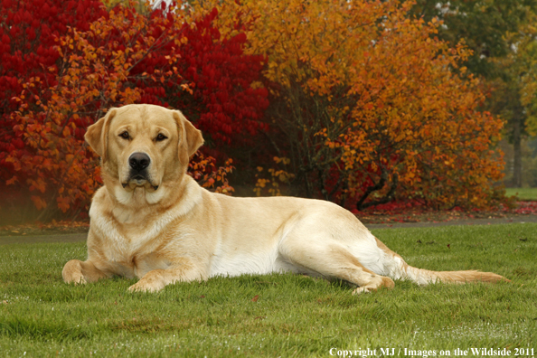 Yellow Labrador Retriever.