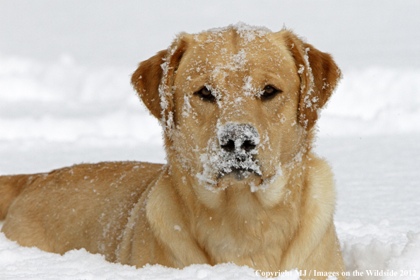 Yellow Labrador Retriever in snow. 