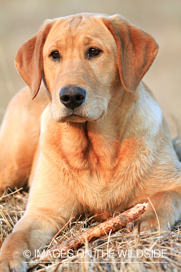 Yellow Labrador Retriever 