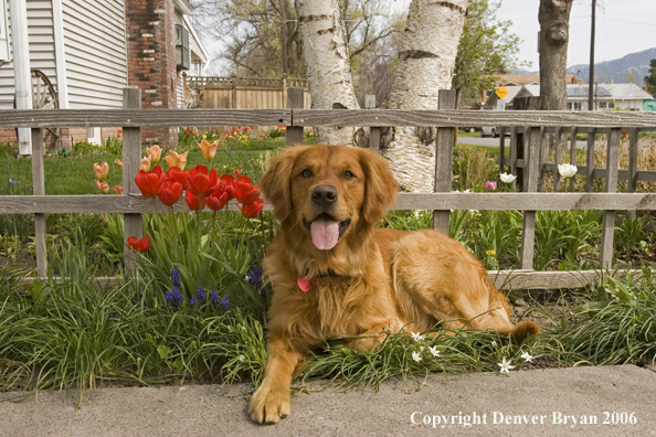Golden Retriever on lawn with flowers.