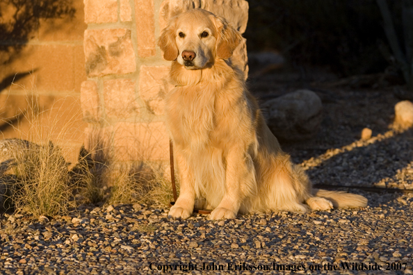 Golden Retriever 