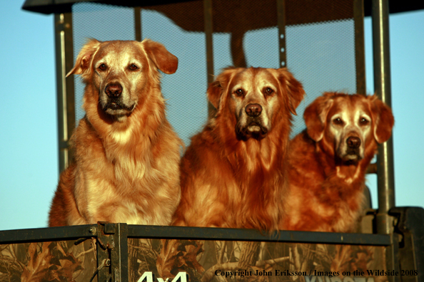 Golden Retrievers