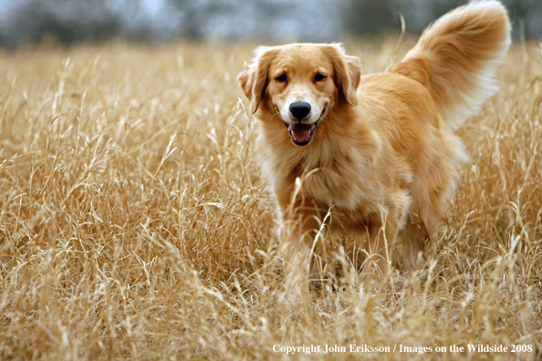 Golden Retriever