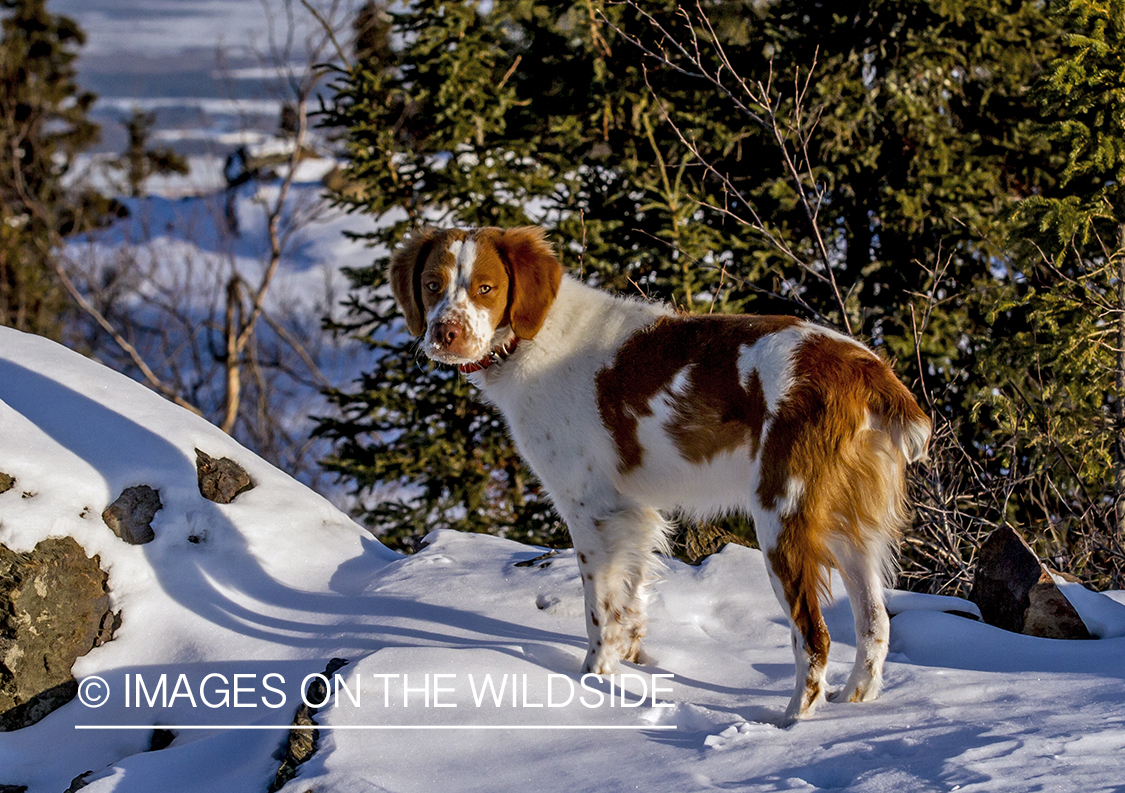 Brittany Spaniel 