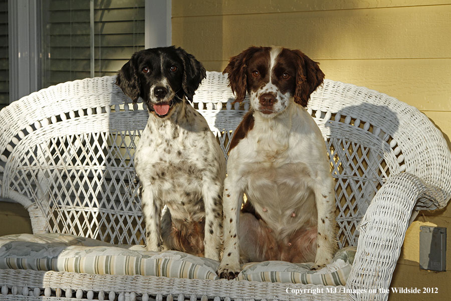Springer Spaniels on sofa.