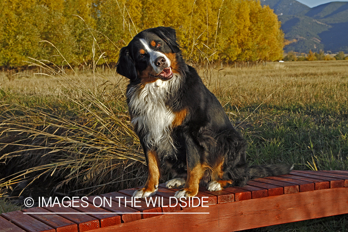 Bernese Mountain Dog