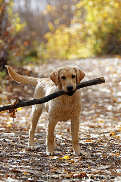 Yellow Labrador Retriever Puppy with stick